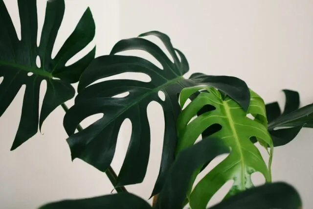 Photo rare plants guide