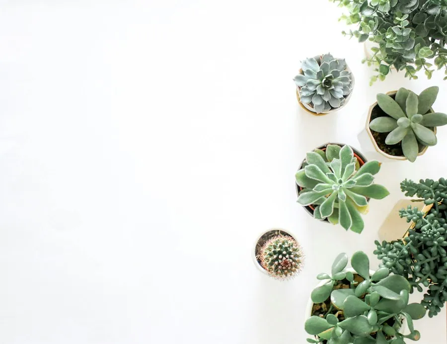 Photo rare plants guide