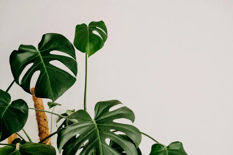 rare plants guide