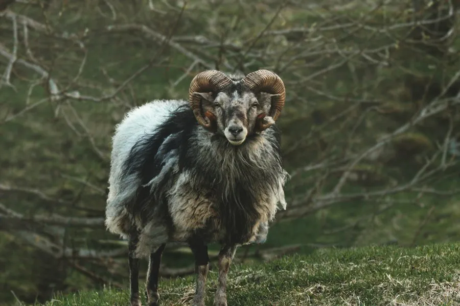 Photo rare animals guide