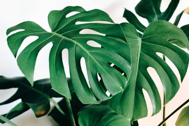 Photo rare plants common mistakes