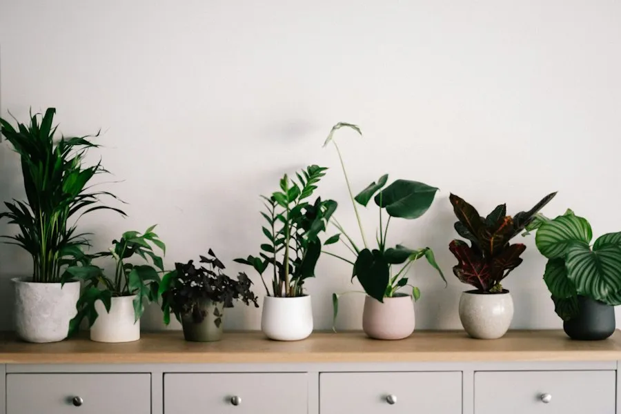 Photo rare plants common mistakes