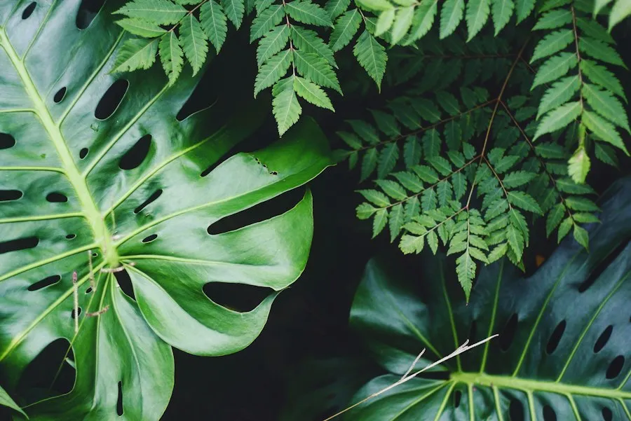 rare plants common mistakes