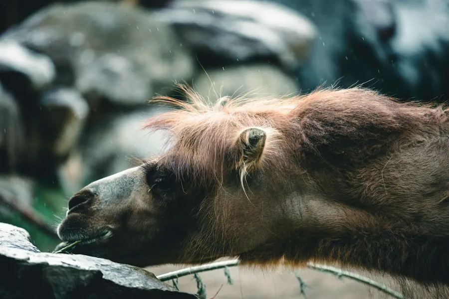 Photo rare animals common mistakes