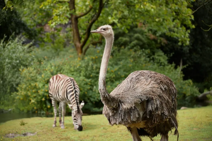 rare animals common mistakes